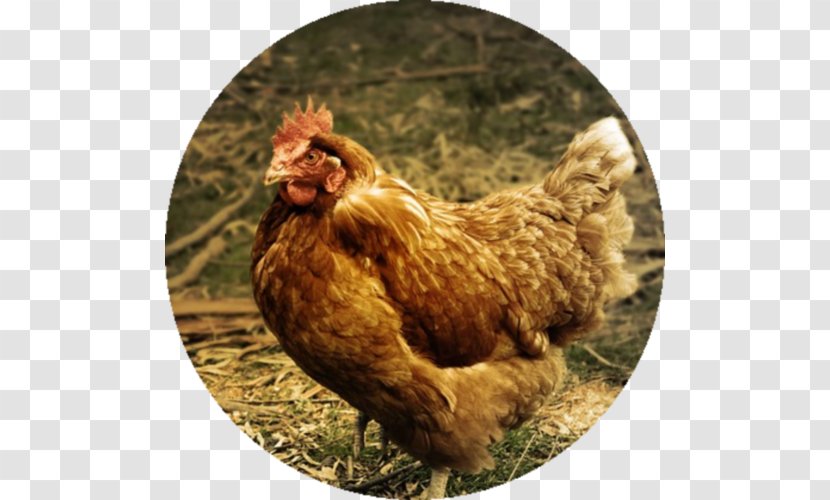 Chicken Poultry Farming Galliformes Transparent PNG