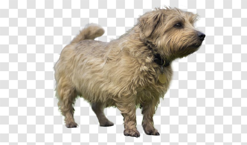 Glen Of Imaal Terrier Norwich Norfolk Cairn Dandie Dinmont - Dog Transparent PNG