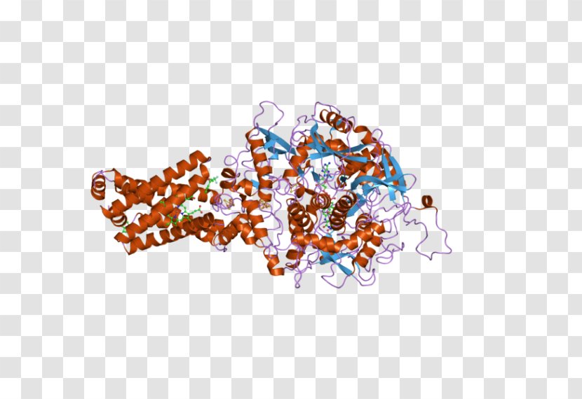 Succinate Dehydrogenase Complex Subunit C SDHB SDHA SDHD - Protein - Citric Transparent PNG