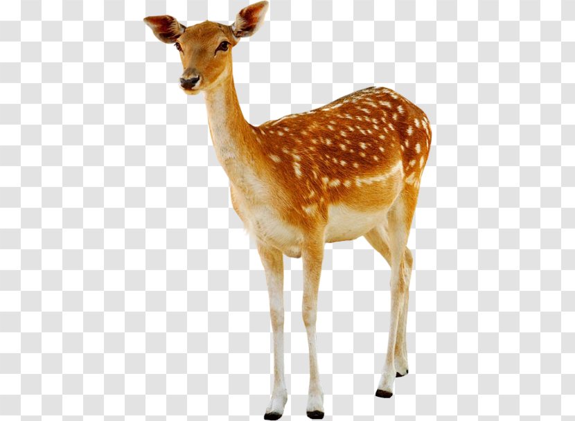 Deer - Image Resolution - Dearhd Transparent PNG