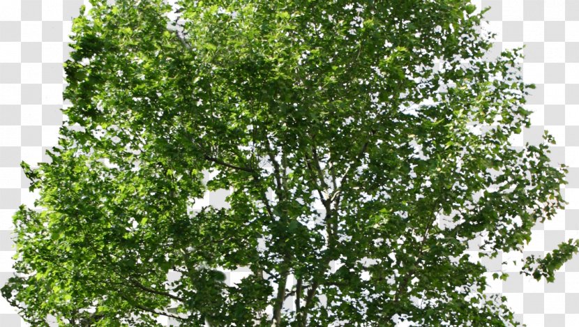 Tree - Rendering - Branch Transparent PNG