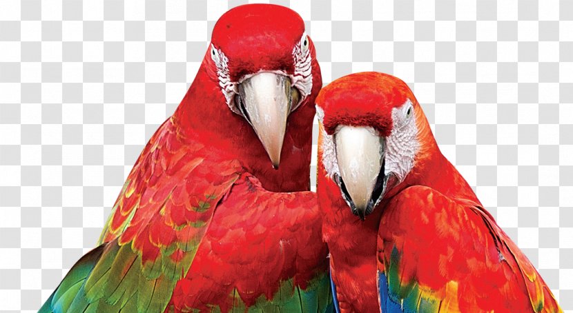 Macaw Parrot Beak Close-up Transparent PNG