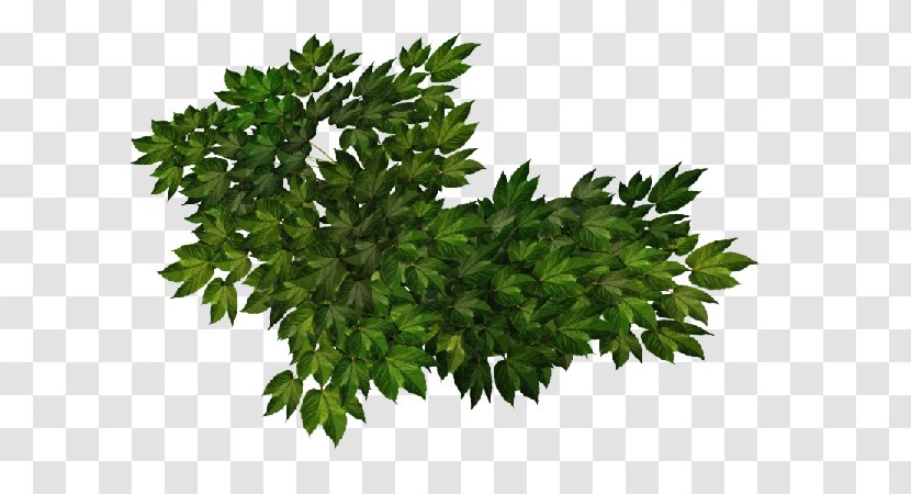 Adobe Systems Shrub Parsley - Watercolor - Flower Transparent PNG