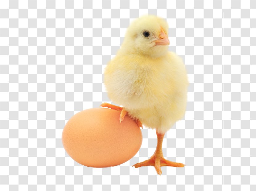 Plymouth Rock Chicken Or The Egg Organic Food Production - Galliformes - Eggs Transparent PNG