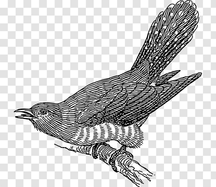 Bird Common Cuckoo Clip Art - Line Transparent PNG