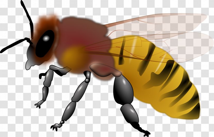 Honey Bee Insect Clip Art - Fly Transparent PNG