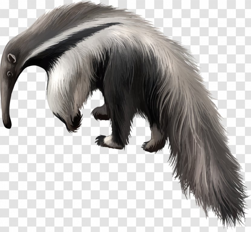 Giant Anteater Armadillo Clip Art Transparent PNG