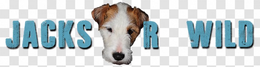 Parson Russell Terrier Jack Breed - Dog Transparent PNG