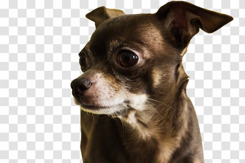 The Chihuahua Maltese Dog Puppy Food Transparent PNG