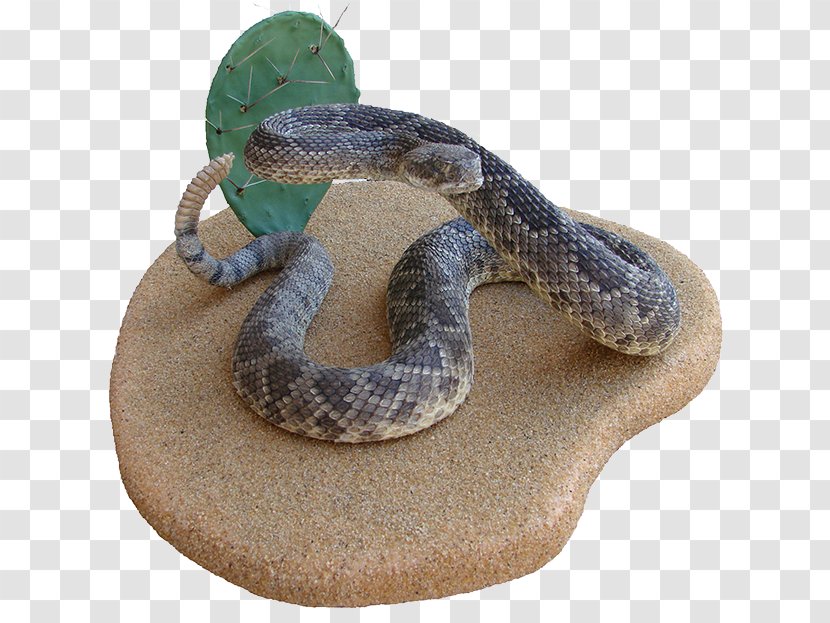 Rattlesnake Hognose Boa Constrictor Kingsnakes - Viper - Snake Transparent PNG