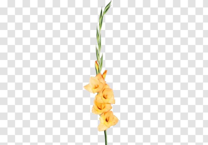 Flower Plant Cut Flowers Gladiolus Yellow - Iris - Stem Transparent PNG