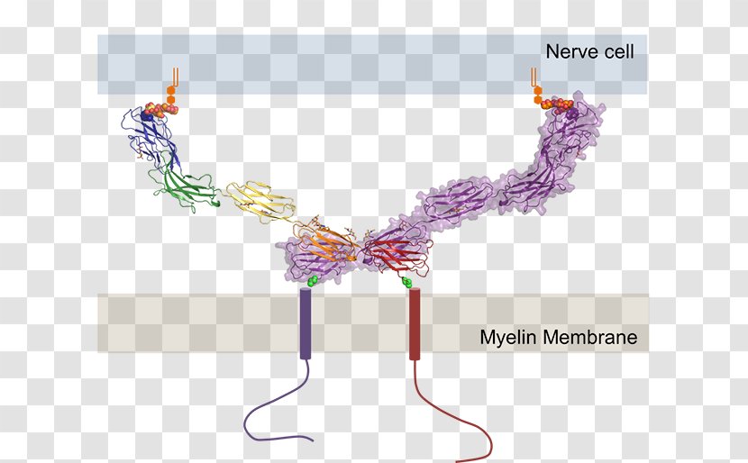 Product Design Art Diagram - Purple - Neuron Cell Communication Transparent PNG