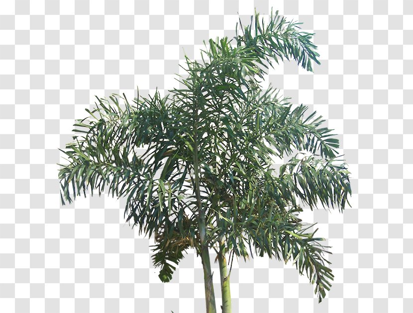 Tree Wodyetia - Arecales Transparent PNG