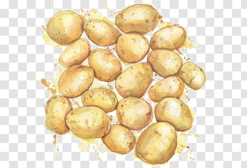 Watercolor Painting Drawing Potato Illustration - Potatoes Transparent PNG