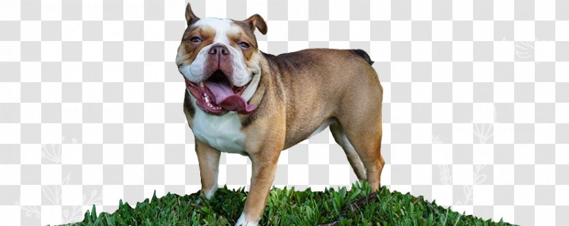 Dog Breed French Bulldog American Pit Bull Terrier Olde English Bulldogge - Puppy Transparent PNG