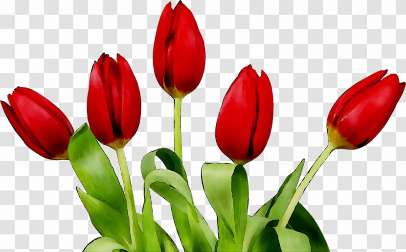 Tulip OSF Rehabilitation: Sheridan Flower American Parkinson Disease Association Who We Are Matters - Plant Symbolism - Teleflora Transparent PNG