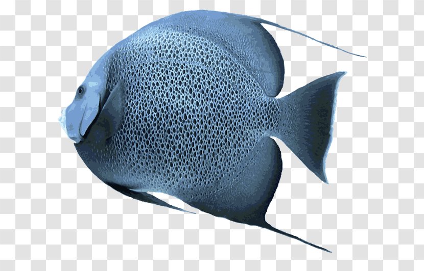 Saltwater Fish Pomacanthidae Clip Art Transparent PNG
