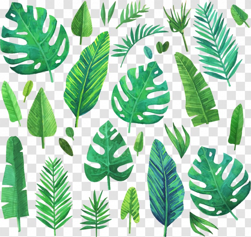 Watercolor Painting Leaf - Creative - Green Coniferous Plants Transparent PNG