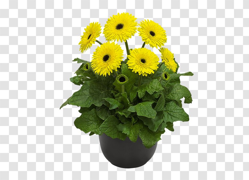 Cut Flowers Daisy Family Gerbera Jamesonii Plant - Chrysanthemum Transparent PNG