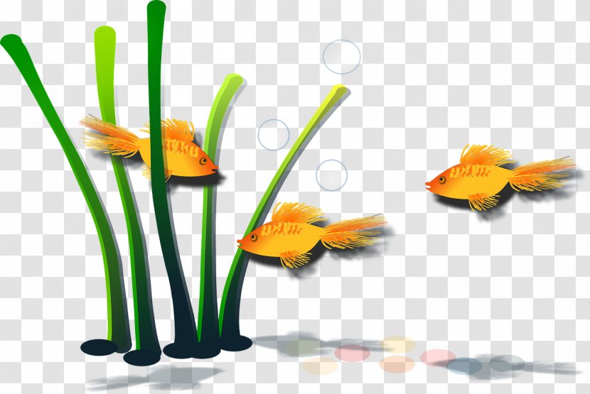 Common Goldfish Aquarium Scooping Koi - Plant Stem - Fish Transparent PNG