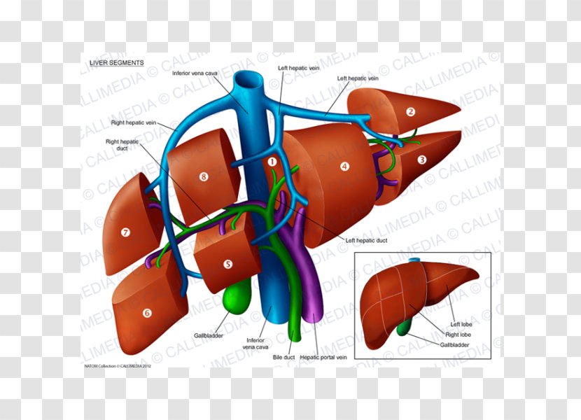 Liver Segment Anatomy Portal Vein Hepatic Veins - Tree - Anatomi Transparent PNG