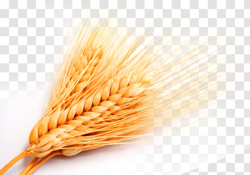 Whole Grain Grasses Cereal - Computer Graphics - Golden Wheat Transparent PNG