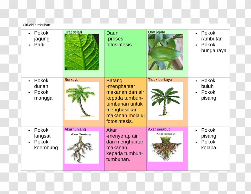 Leaf Diagram Brand Tree Transparent PNG