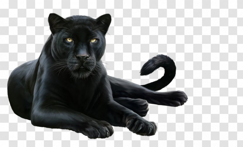 Felidae Leopard .de Information .co - Cat Like Mammal Transparent PNG