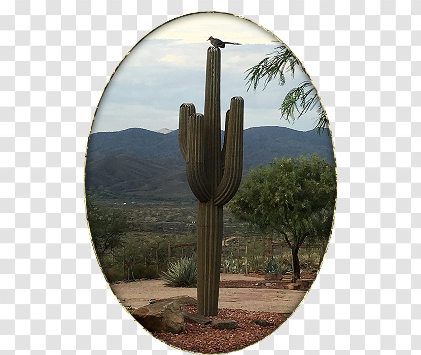 Strawberry Hedgehog Cactus Cactaceae Tree - Quarter Horse Transparent PNG