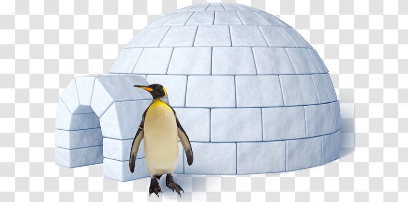 Igloo King Penguin - Photography Transparent PNG