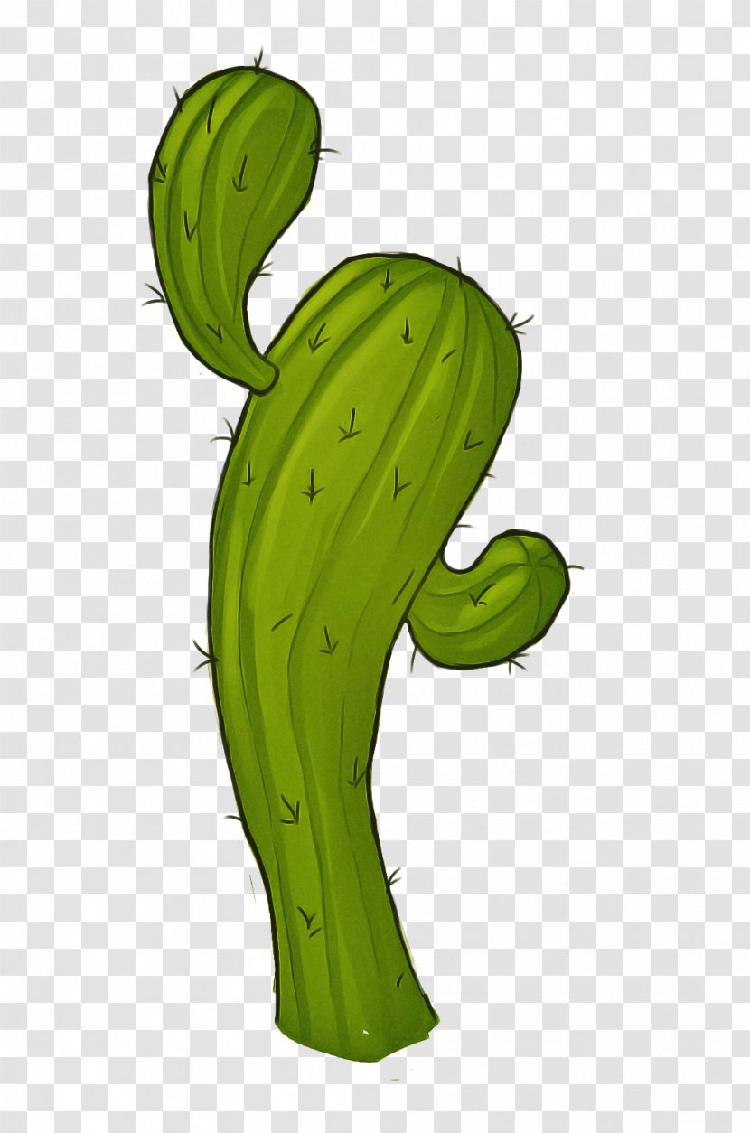 Cactus - Vegetable Caryophyllales Transparent PNG