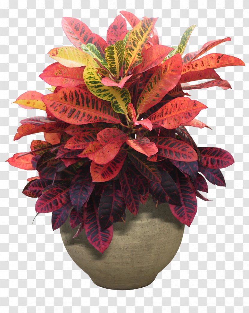 Houseplant Flowerpot - Flowering Plant - Plants Transparent PNG