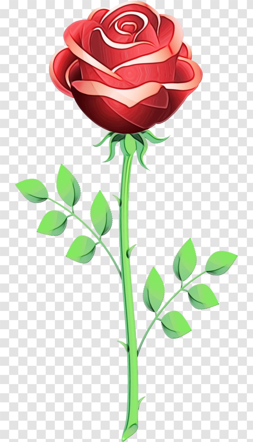 Garden Roses - Wet Ink - Plant Stem Rose Family Transparent PNG