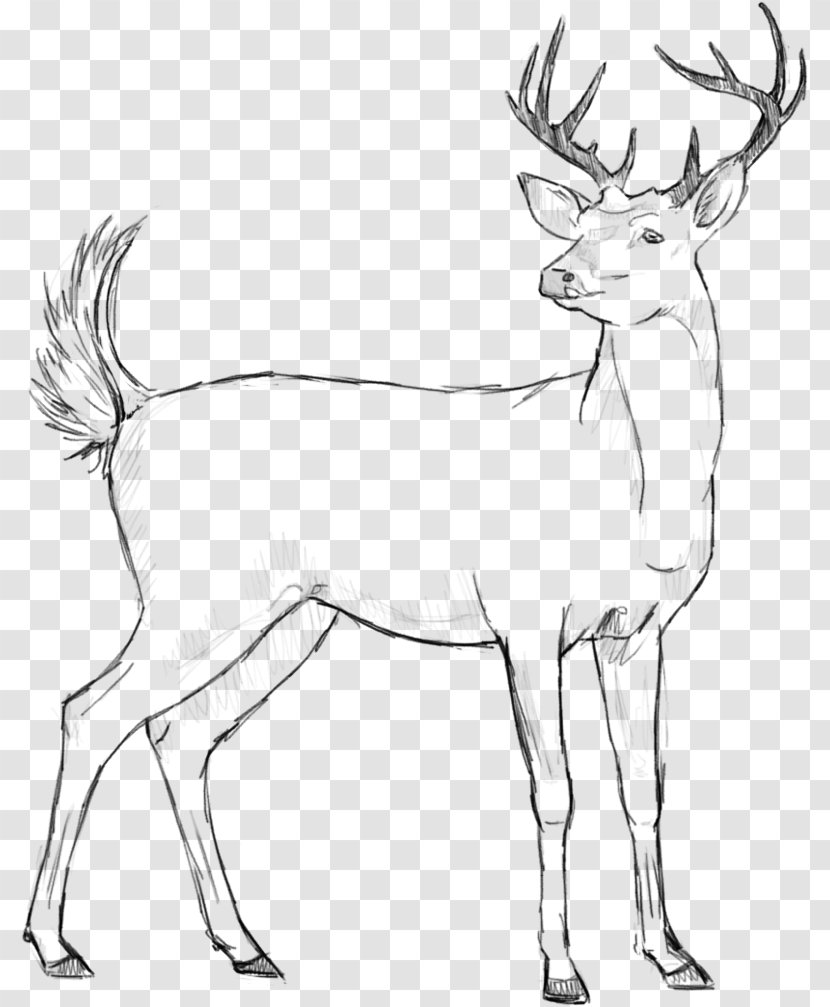 Reindeer Elk Line Art Horn - Sketch Transparent PNG
