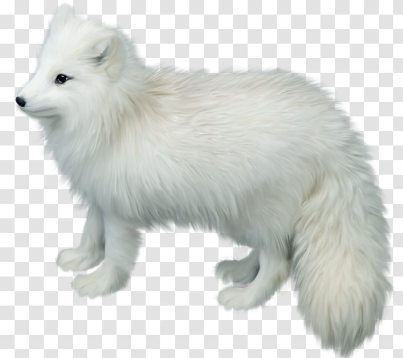 Arctic Fox Gray Wolf Clip Art - White Transparent PNG