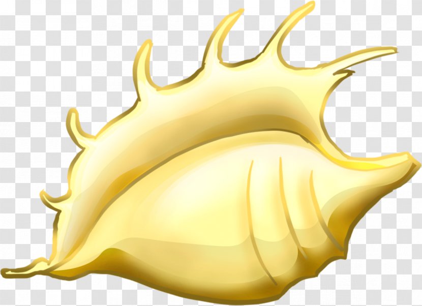 Mollusc Shell Drawing Clip Art - Hand-painted Conch Transparent PNG