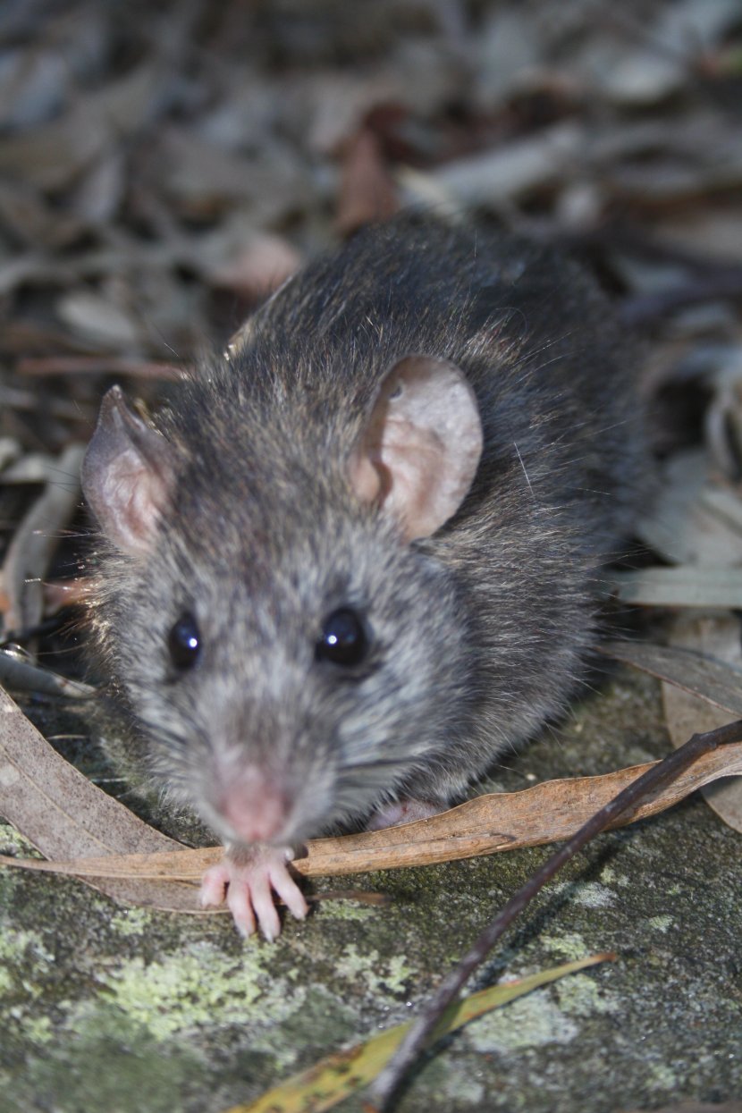 Brown Rat Murids Mouse Rodent Black - Marsupial - & Transparent PNG