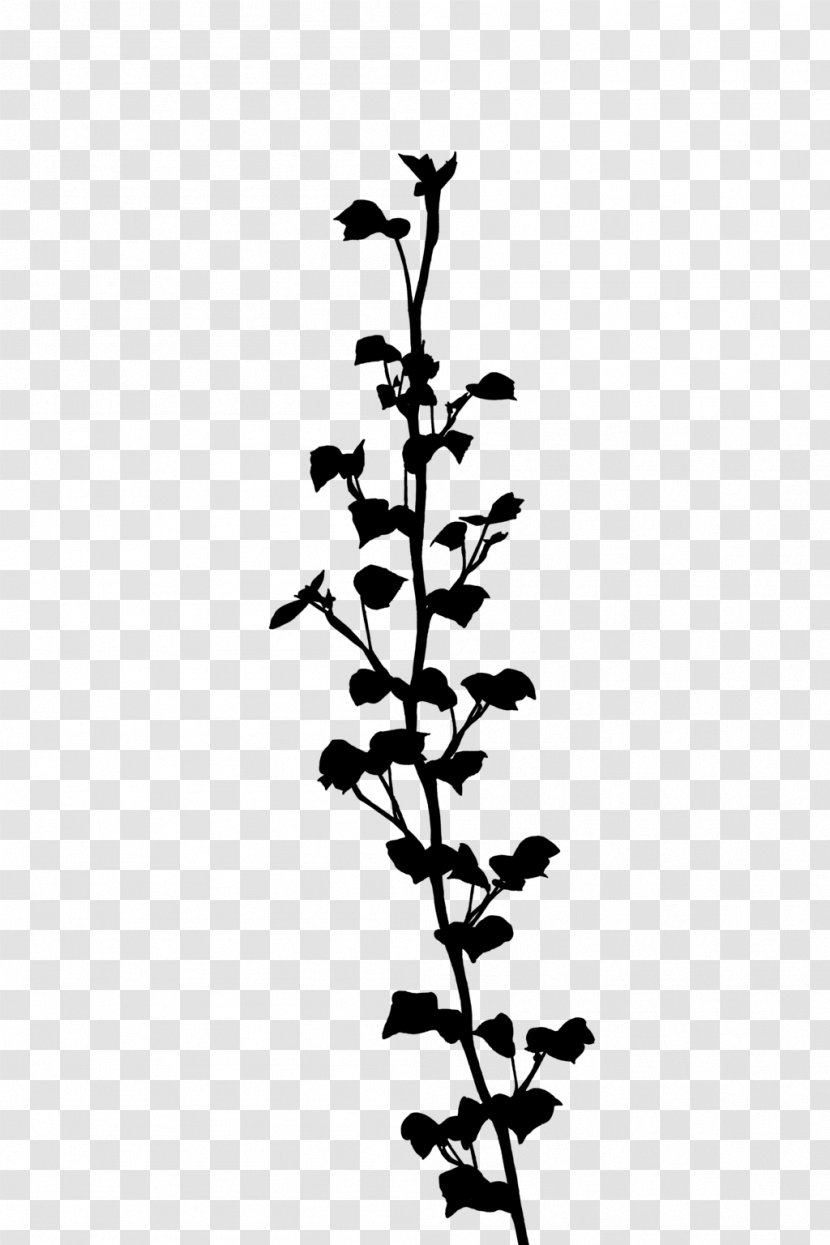 Twig Plant Stem Flowering Leaf - Plants Transparent PNG