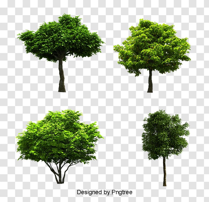 Tree Image JPEG Photograph - Branch Transparent PNG