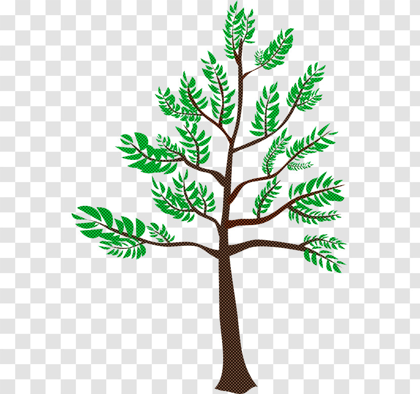 Fern Transparent PNG