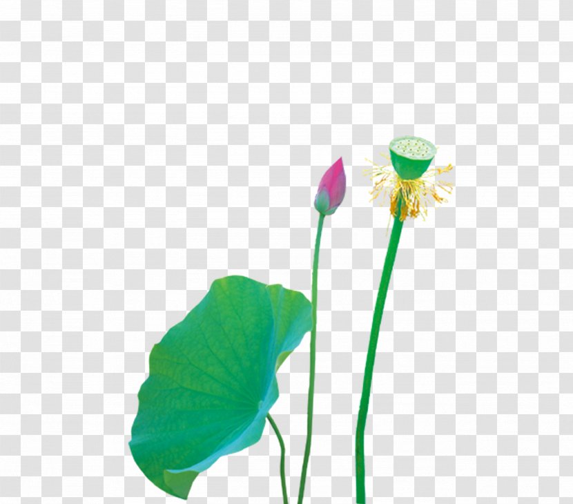 Nelumbo Nucifera Computer File - Green - Lotus Transparent PNG