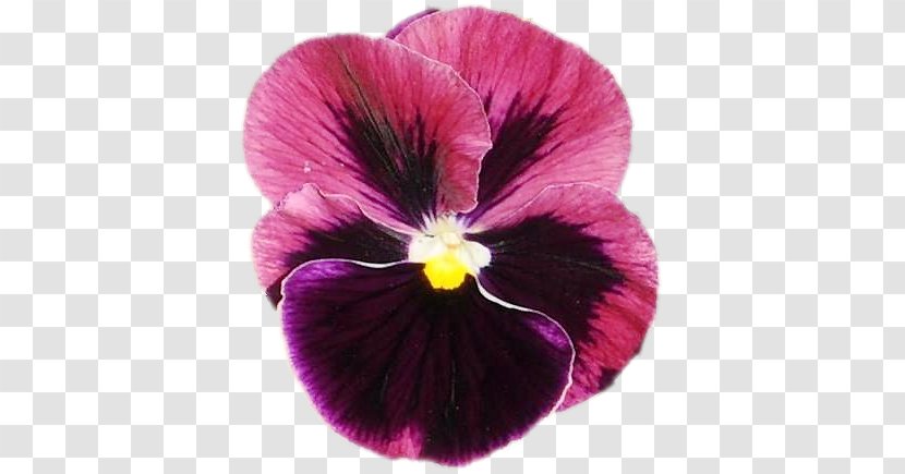 Pansy Violet Annual Plant - Purple Transparent PNG