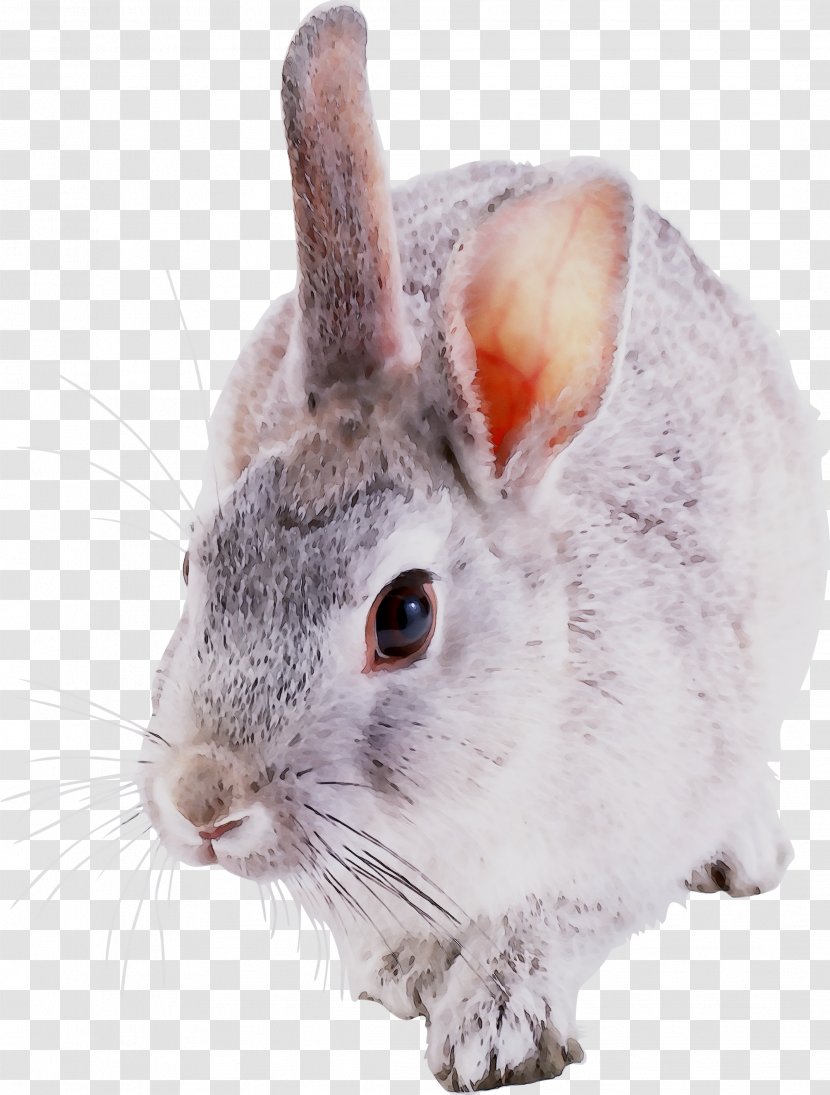 Domestic Rabbit Chinchilla Hare Whiskers Fur - Rodent Transparent PNG