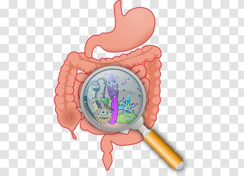 Gastrointestinal Tract Health Digestion Probiotic Gut Flora - Watercolor - Bacteria Cliparts Transparent PNG