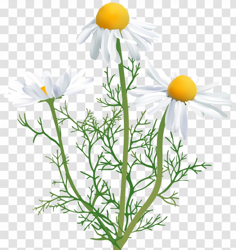 Chamomile Flower Clip Art - Flowerpot - Camomile Transparent Transparent PNG