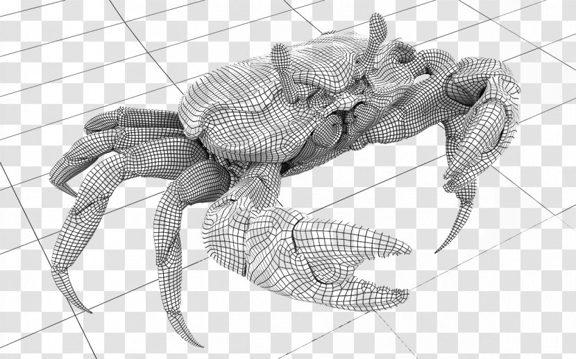 Crab Decapoda Drawing - Black And White - Sketch Pattern Transparent PNG