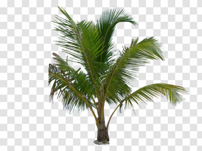 Arecaceae Mexican Fan Palm Tree Coconut Babassu Transparent PNG