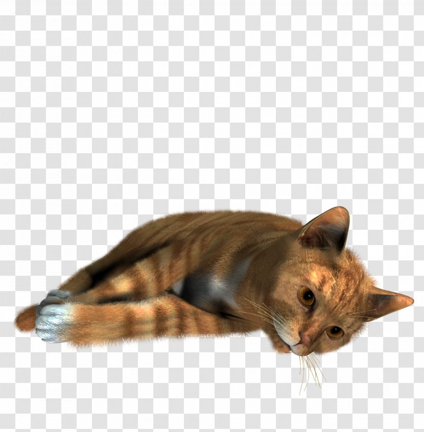 Siamese Cat Kitten - Grumpy - Image Transparent PNG