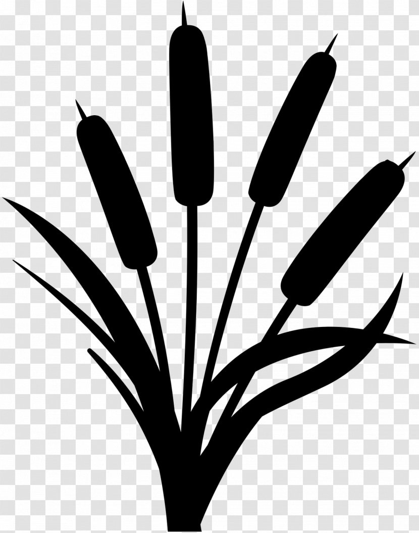 Clip Art Branch Plant Stem Black & White - Tulip - M Leaf Transparent PNG