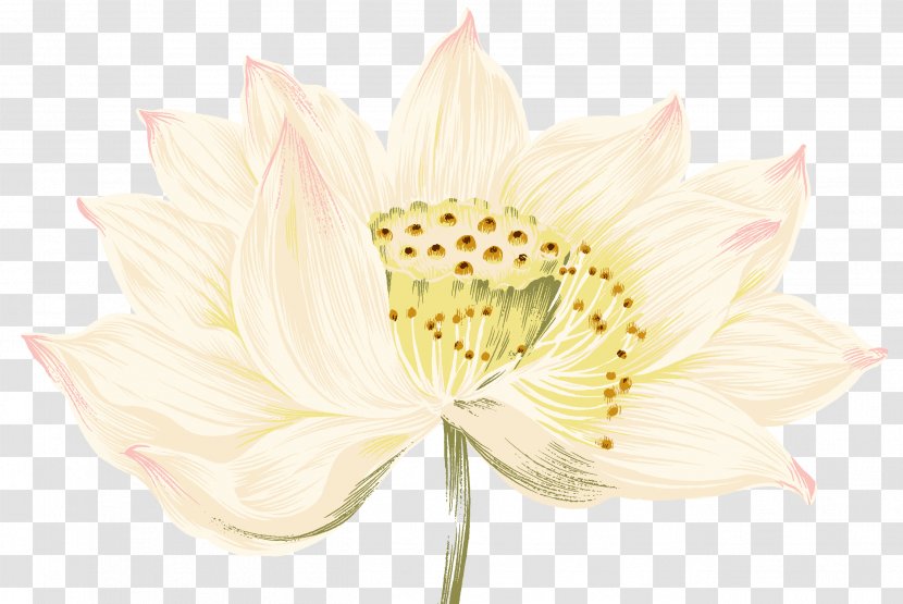 Nelumbo Nucifera Painting - Plant - Cartoon Lotus Pattern Vector Transparent PNG